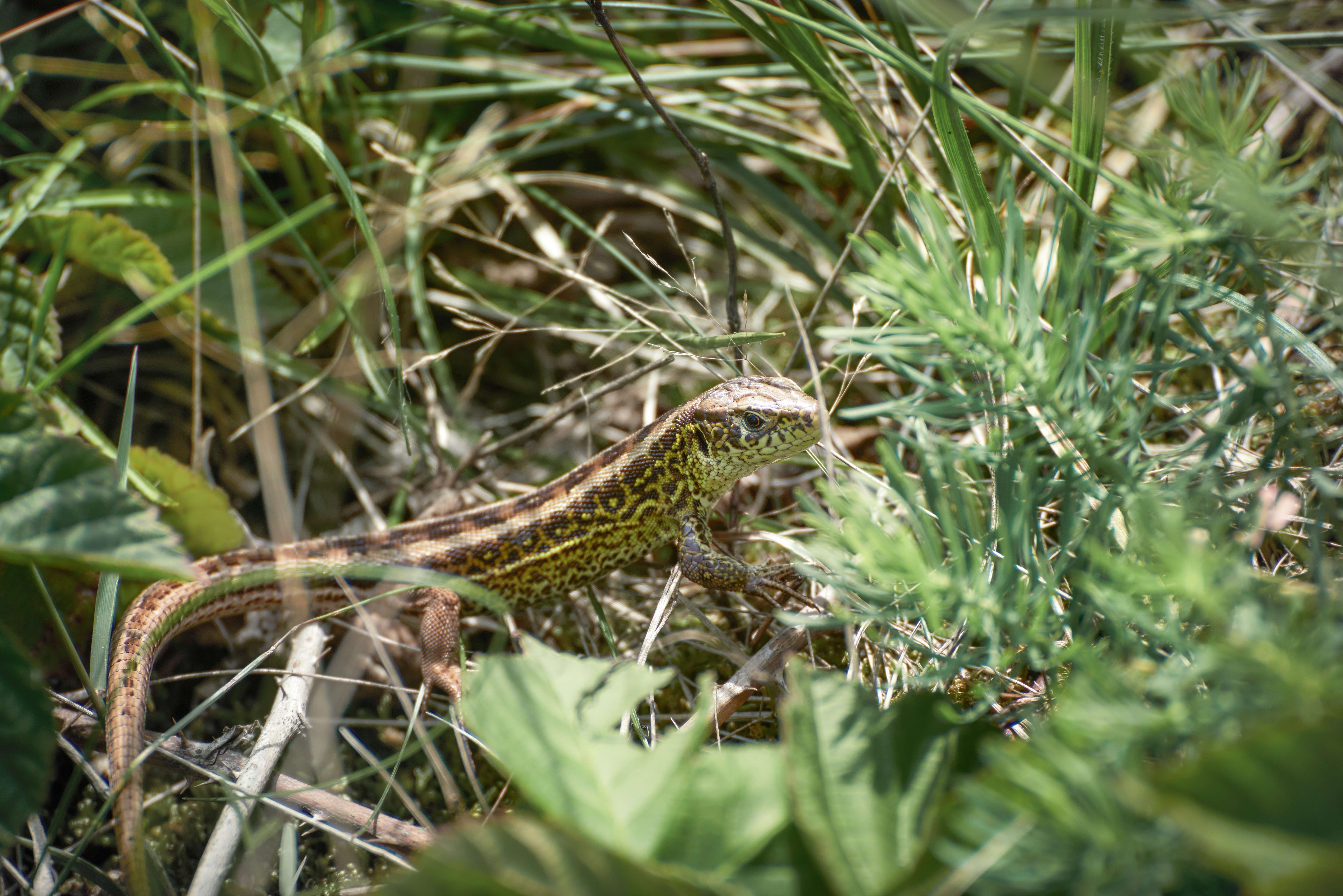 Es werden neue Lebensräume geschaffen: Sand-Totholz-Steinhaufen für Reptilien, Feuchtbiotope für Amphibien, Blühstreifen für Schmetterlinge und Nisthilfen für Vögel und Fledermäuse und vieles andere mehr (Quelle: Deutsche Bahn AG / Faruk Hosseini)